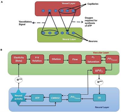 A Network Architecture for Bidirectional Neurovascular Coupling in Rat Whisker Barrel Cortex